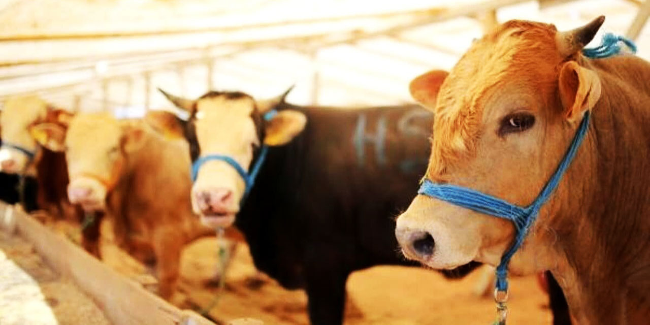 2023 kurbanlık fiyatları belli oldu! Büyükbaş, küçükbaş kurbanlık fiyatları!