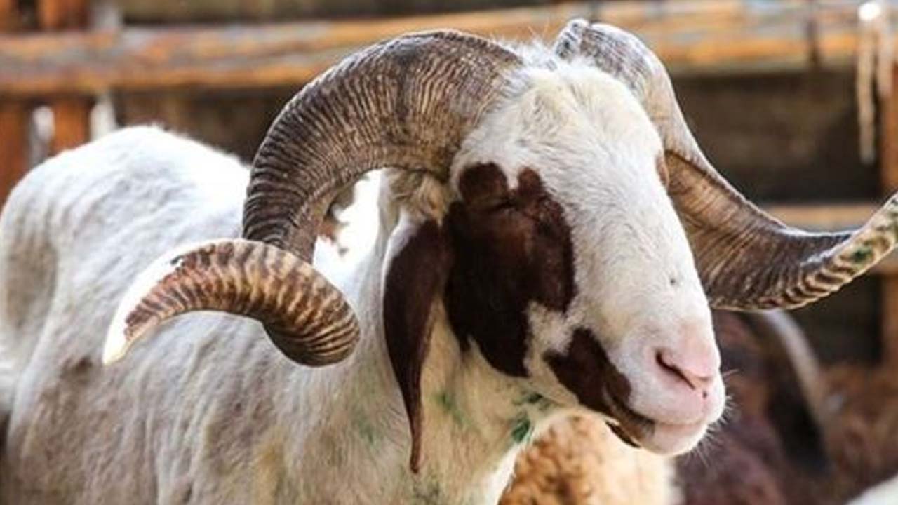 Kıvırcık koç ve büyükbaş kurbanlık fiyatı açıklandı: Bu market KURBANLIK duyurusu yaptı!