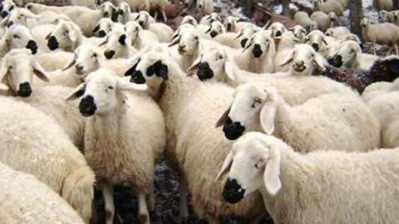 Migros Koç, büyükbaş, kıvırcık koç fiyatlarını açıkladı: Kurbanlık almak isteyenler hemen baksın!