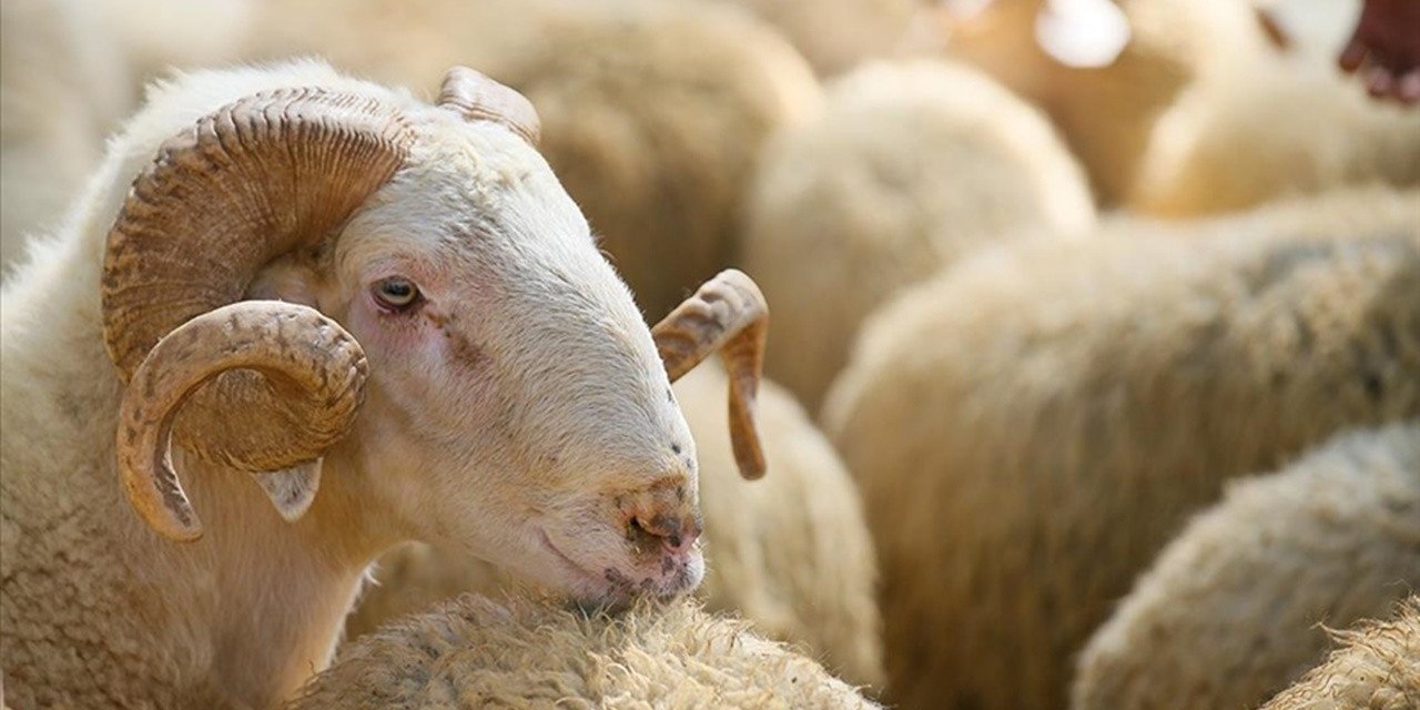 20 Kg Kıvırcık KOÇ 4 Bin 990 TL, 27 Kg DANA BÜYÜKBAŞ 10 Bin 990 TL! Hemen satın alabilirsiniz...