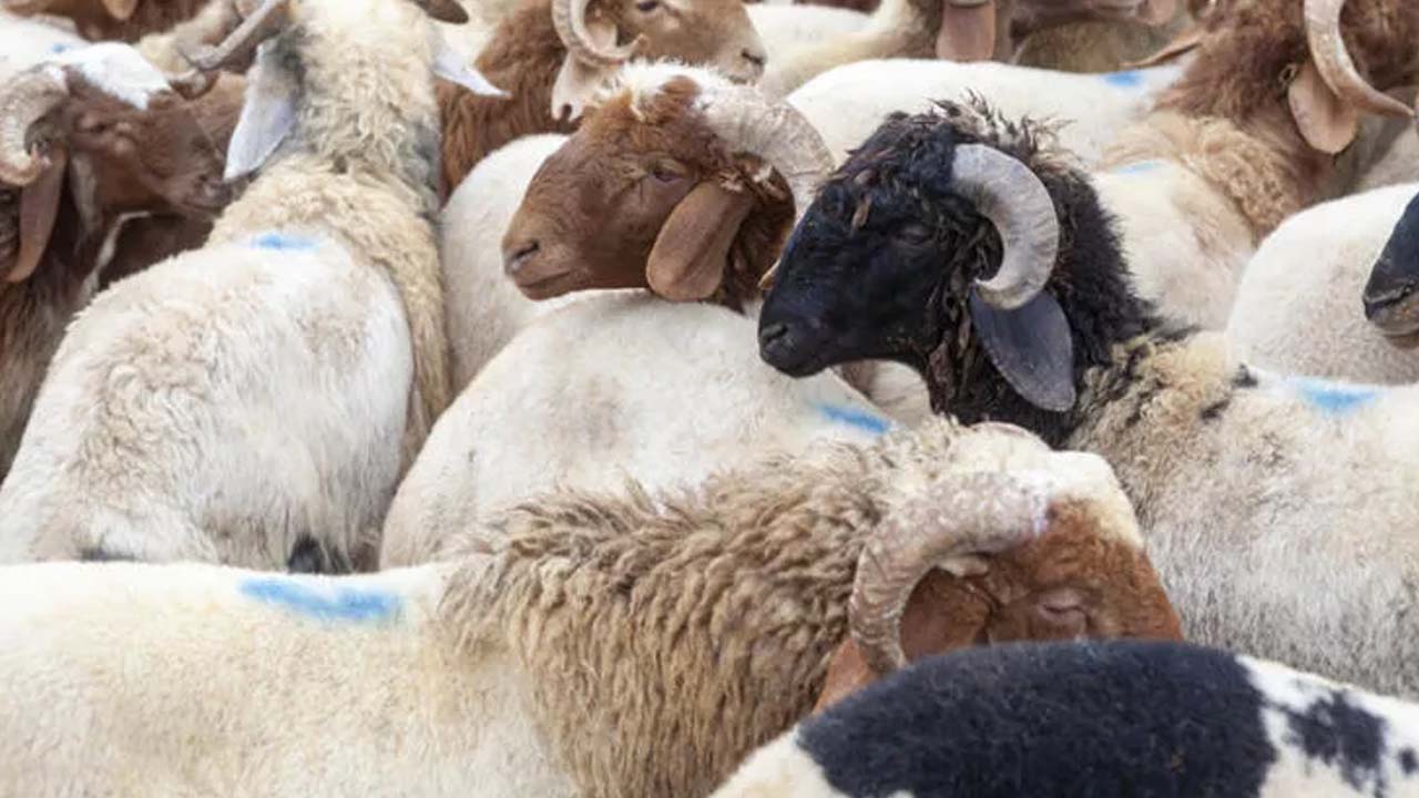 Vatandaşlar Kurban Bayramı öncesinde yardımdan faydalanabiliyor:  Hane  içinde kişi başına düşen aylık geliri…