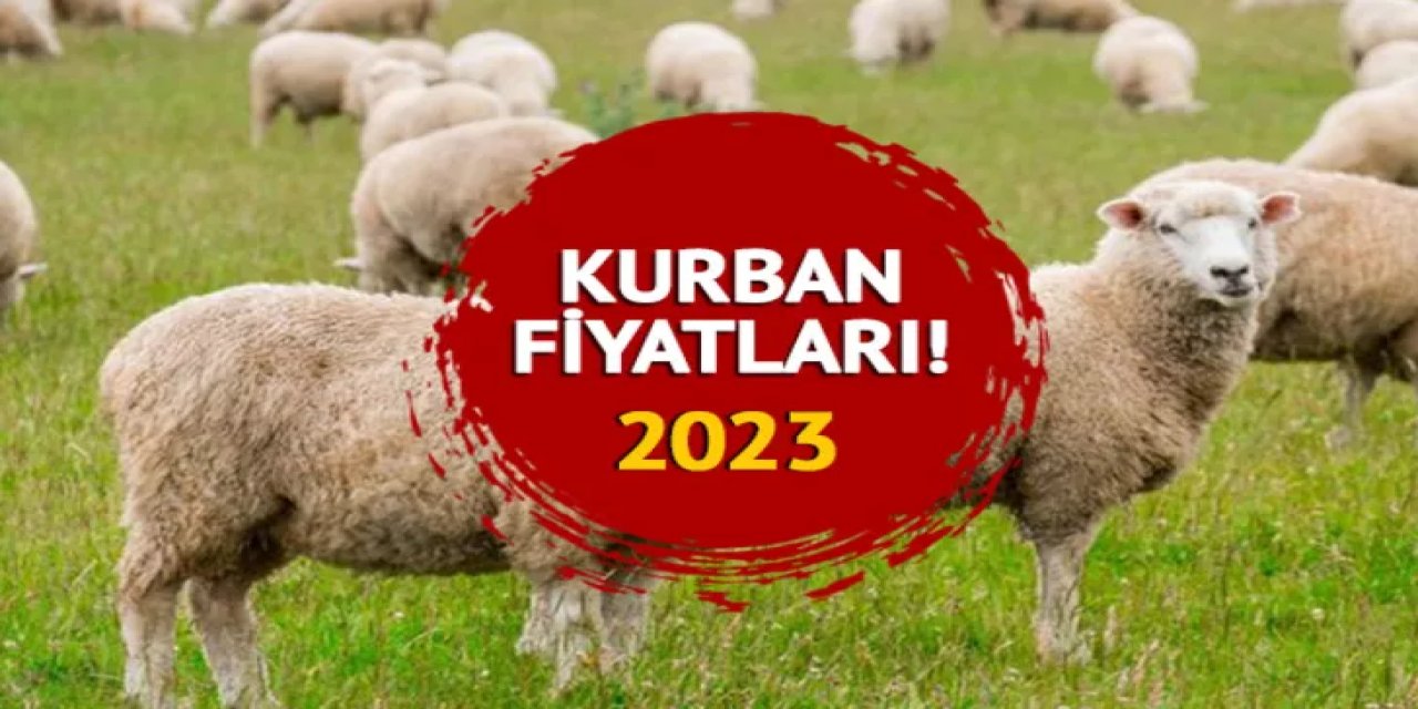 En ucuz Kurbanlık fiyatı belli oldu! 10 Taksitli 4 Bin 990 TL 16 Kilogram Koç sadece o markette