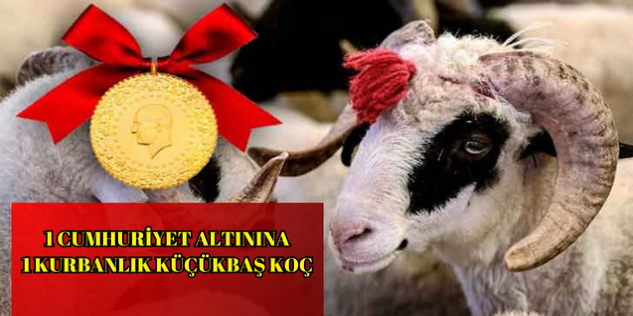 Kurbanlık fiyatları altınla yarışıyor! 1 Cumhuriyet altınına 1 Küçükbaş Koç: 15 Bin TL'den 84 Bin TL'ye kadar...