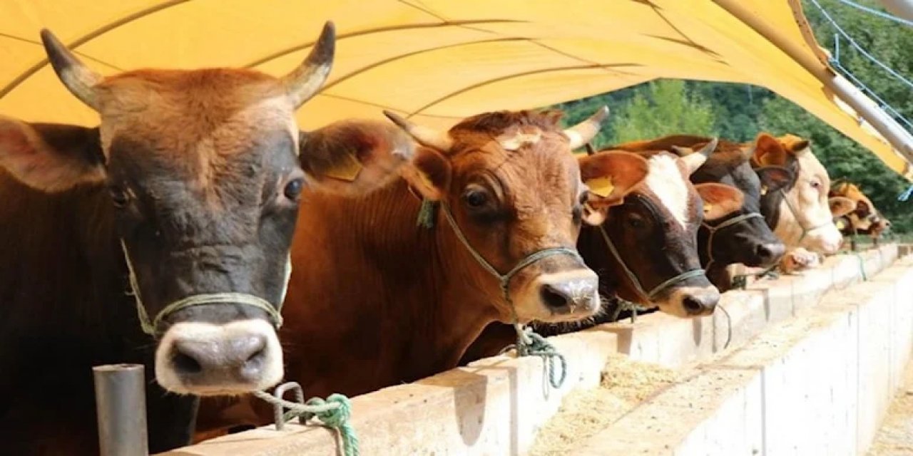 Bakanlık kurbanlık seçiminde dikkat edilmesi gerekenleri tek tek açıkladı!
