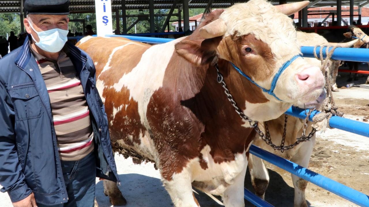Bayram için kurbanlık fiyatları açıklandı! İşte Başta İstanbul, İzmir Gibi Büyükşehirlerde kurbanlık fiyatları!