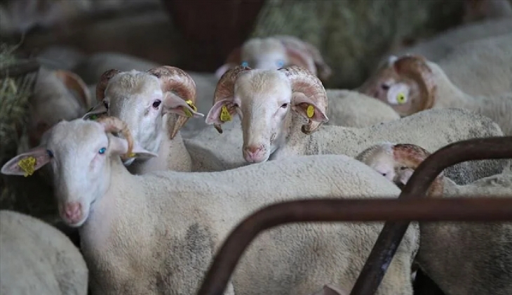 Kurbana 9 Gün kala fiyatlar belli oldu! 15 kilogramlık Kıvırcık Koç 5.950 TL, Büyükbaş 9.490 TL ile satışa çıktı