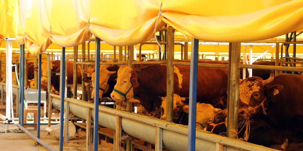 Son 6 gün kala Kurbanlıklara %140 ZAM! Büyükbaş kurbanlık almak hayal oluyor işte fiyatlar...