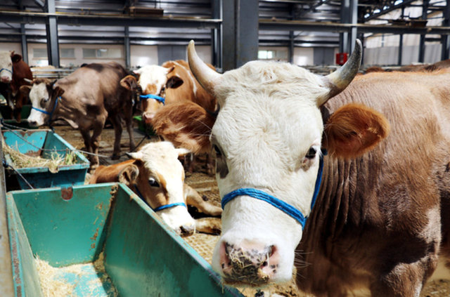 Kurbana son 4 gün kala en ucuz kurbanlık fiyatı belli oldu! 20 kg, 50 kg ve 75 kg bir çok kiloda büyükbaş ve küçükbaş için...