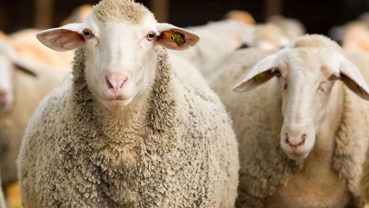 Kurban Bayramı öncesi vatandaşlara duyuru: Sakın bunu yapmayın!