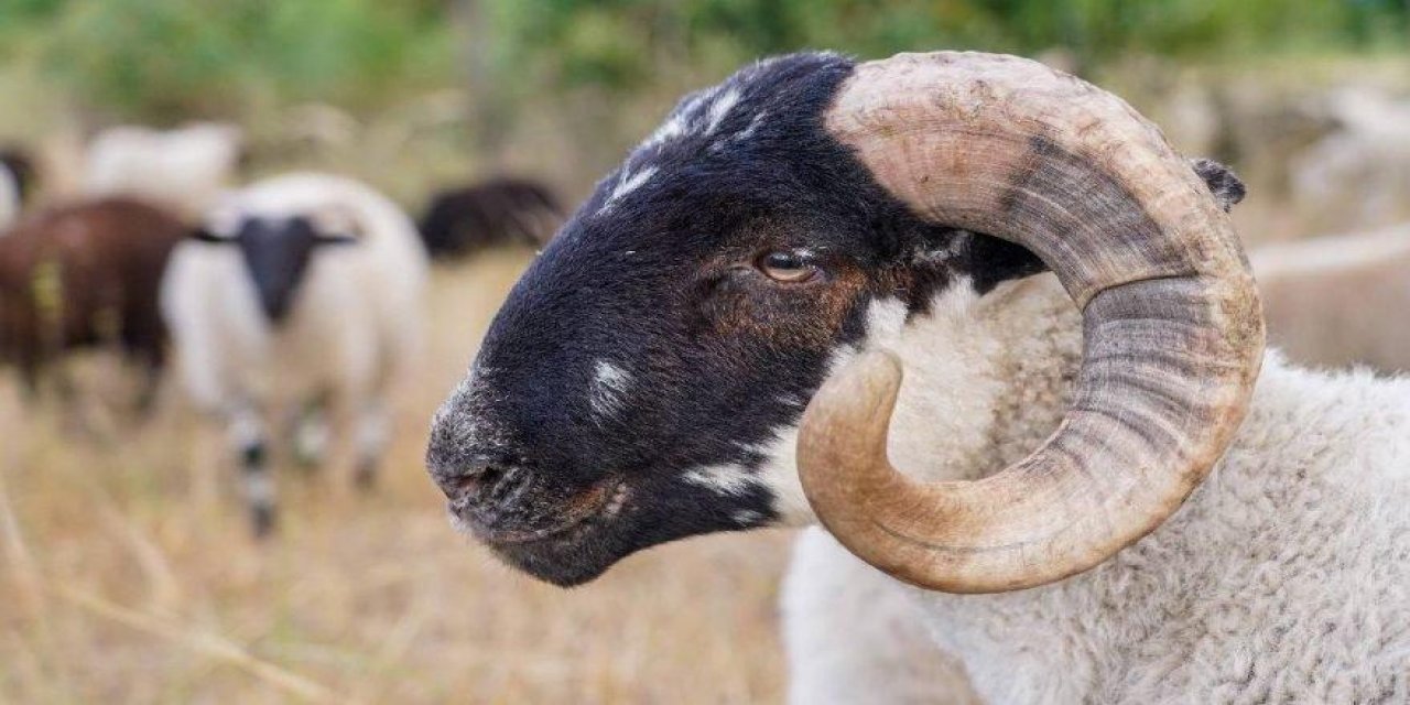 Kurban Bayramı’nda satılmayan kurbanlıklar için karar alındı! O karar neticesinde…