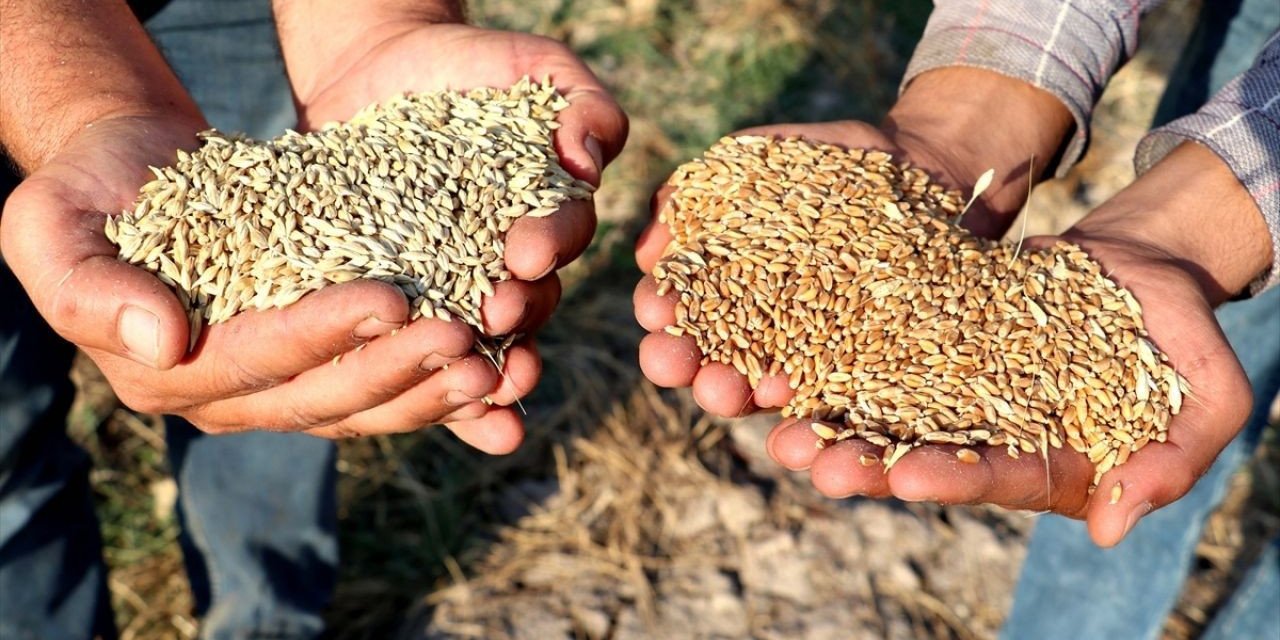 Buğday ve arpa fiyatlarındaki durgunluk dikkat çekiyor! Fiyatlar günlük açıklanıyor!