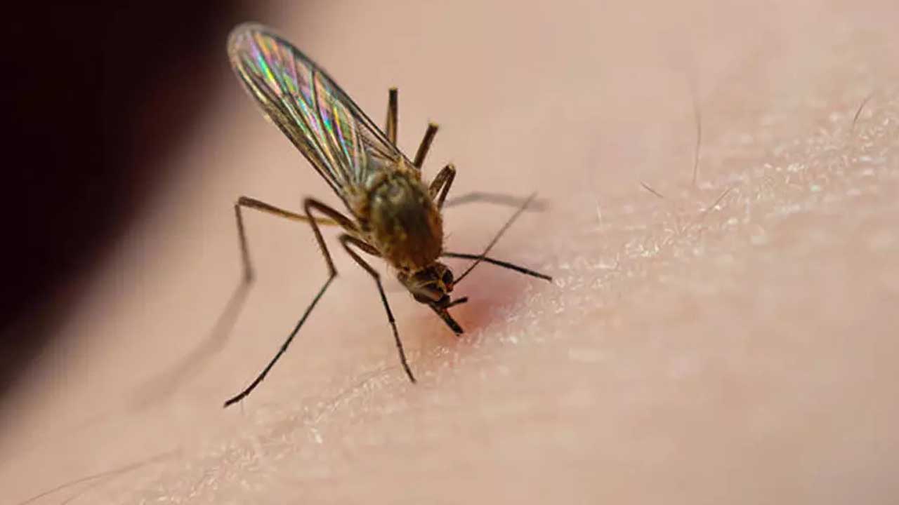 İZMİRLİLERİ ilgilendiren SİVRİSİNEK açıklaması: Bornova, Buca, Karşıyaka, Bayraklı Karabağlar, Konak, Menderes…