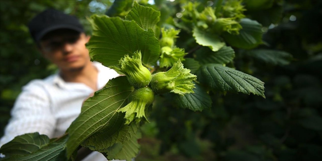 Fındık hasatları başladı! Fındık hasadında günlük yevmiye ise o fiyattan açıklandı!