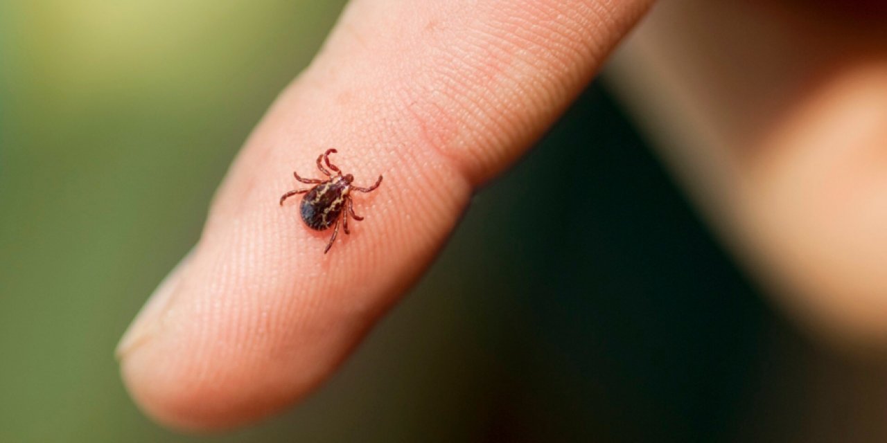 Uzmanlardan keneye bağlı ölümlere uyarı! Artık daha sık görülecek!