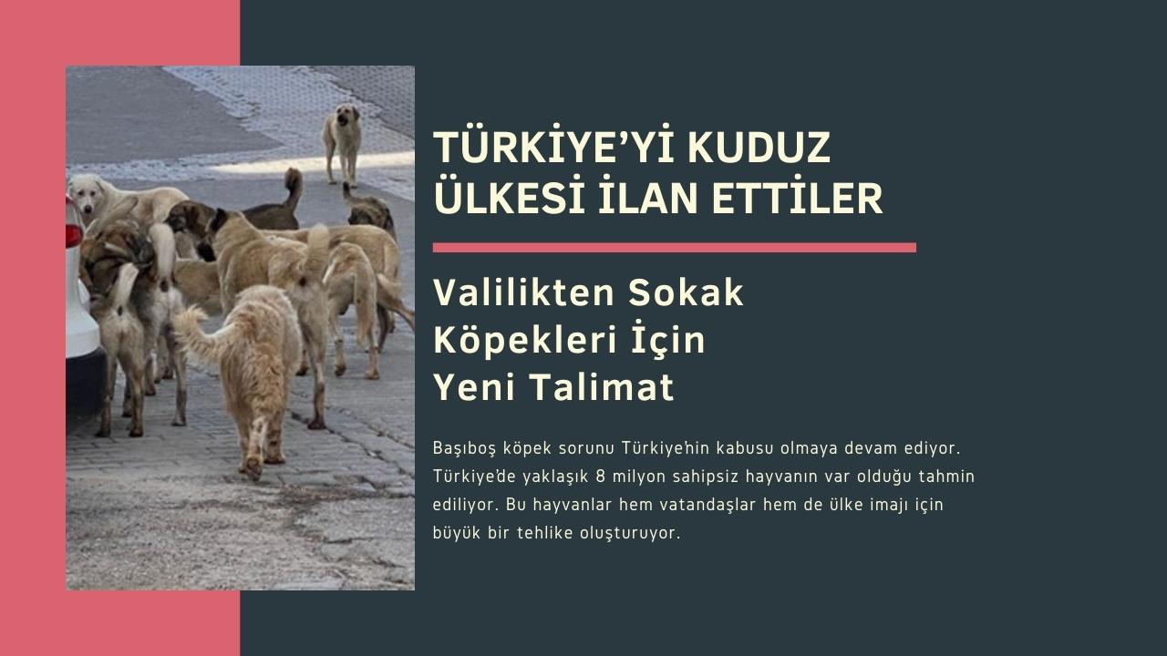 Türkiye’yi Kuduz Ülkesi İlan Ettiler: Valilikten Sokak Köpekleri İçin Yeni Talimat