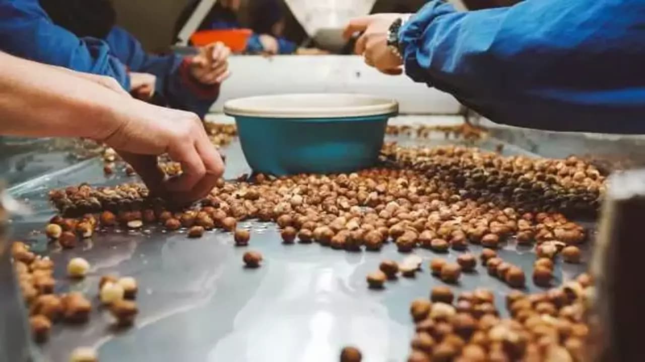 Türkiye, fındıkta dünyayı salladı: 120 ülkeye 1,8 milyar dolarlık ihracat