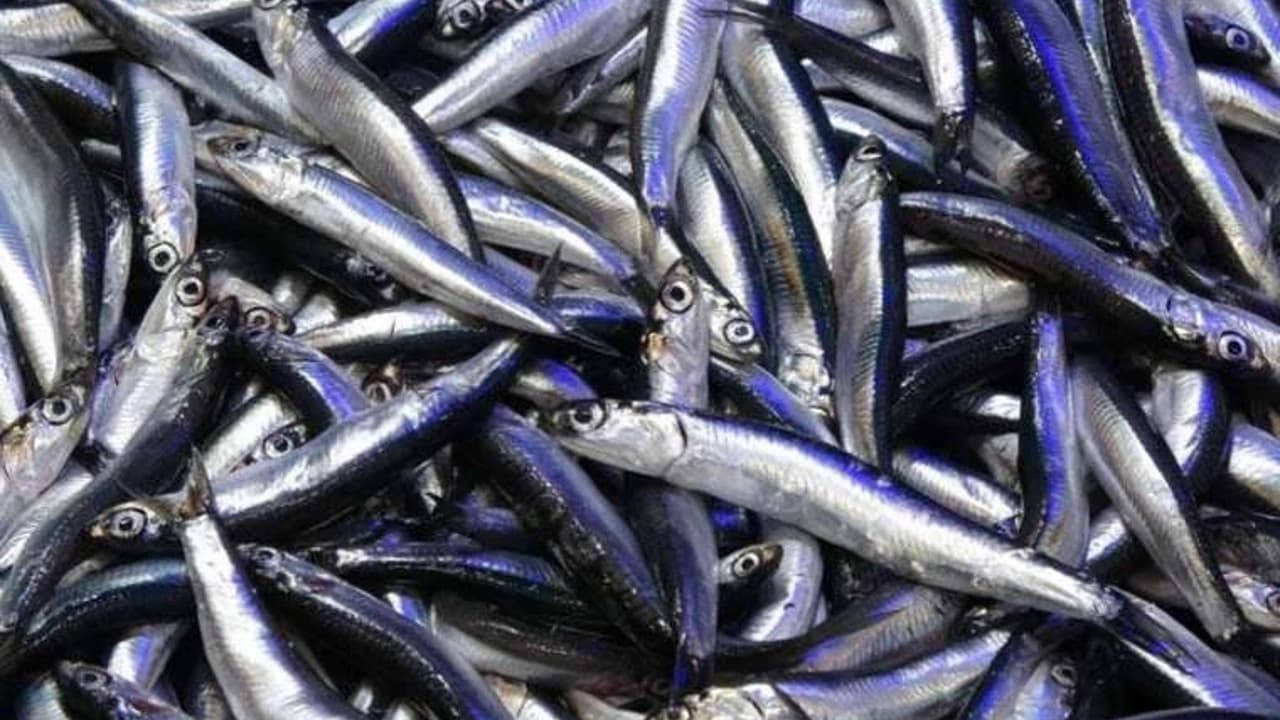 Hamsi avının durdurulması önerisi: Balıkçılık yönetimi nasıl olmalı?