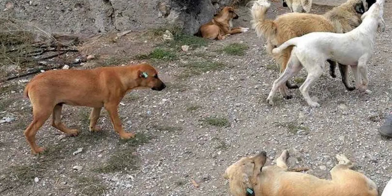 Rize'de Sahipsiz Köpeklerin Saldırısına Uğrayan Çocuğun Korku Dolu Anları: Bir Toplumsal Soruna Dikkat Çekiyor