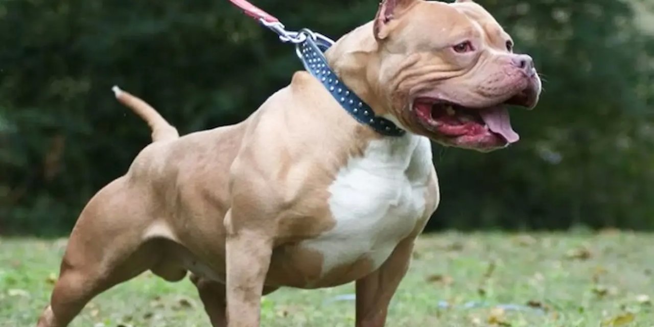 Beylikdüzü'nde Gergin Anlar: Pitbull Dehşeti ve Komşuluk Krizi