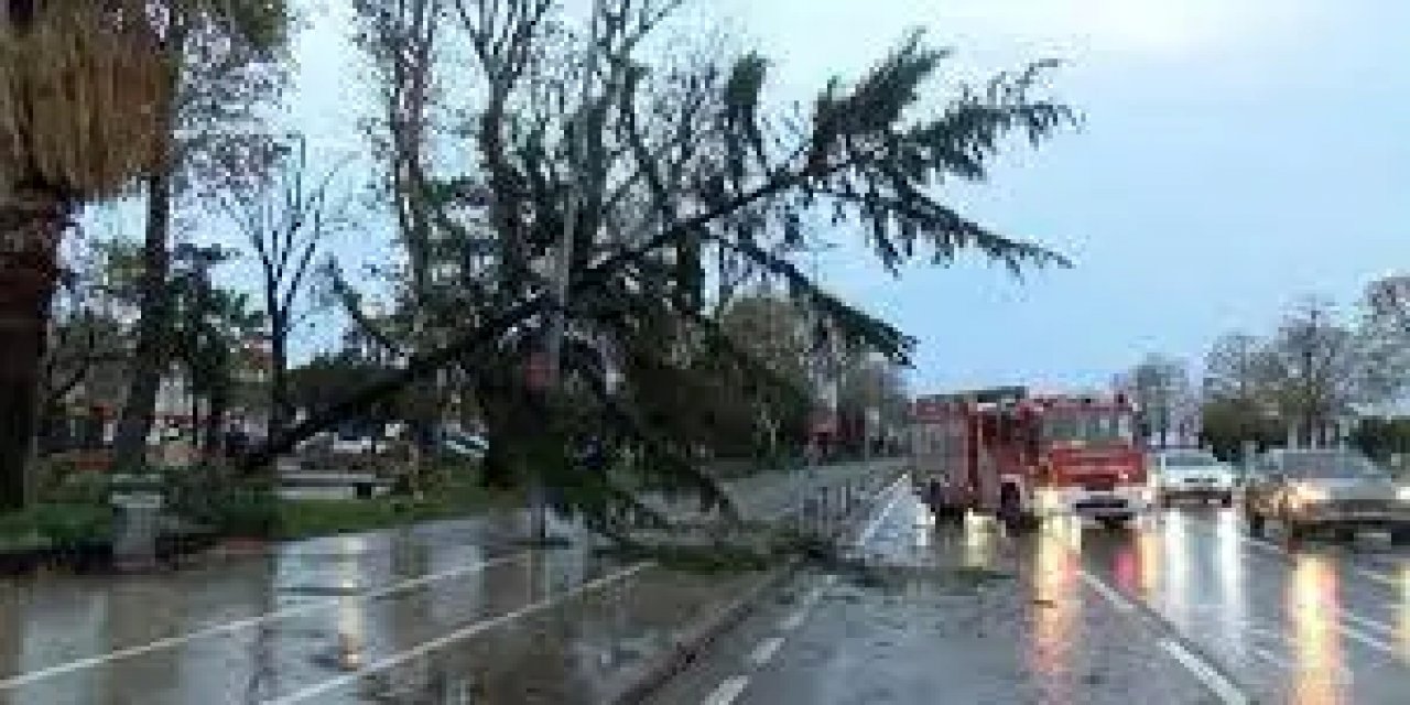 Maltepe'de Şiddetli Rüzgarın Ardından Havada Asılı Kalan Çam Ağacı!