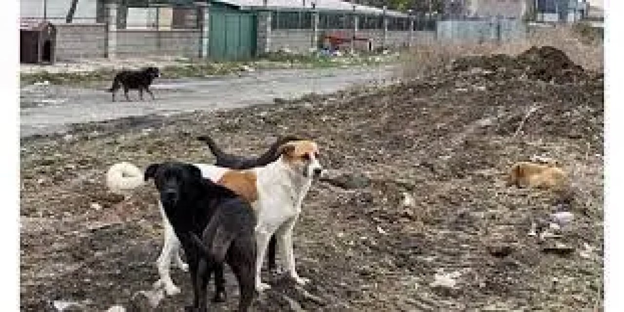 Burdur'da Üniversite Öğrencisi Sokak Köpekleri Tarafından Yaralandı