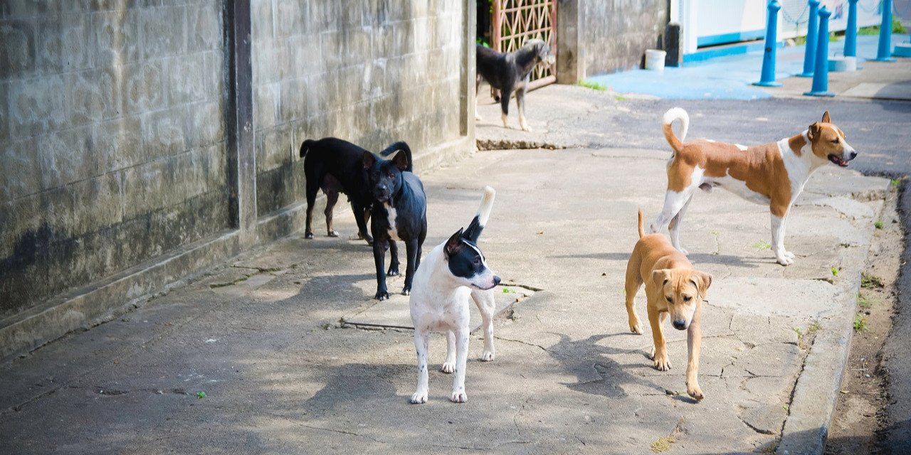 Türkiye'de Sokak Köpekleri Sorunu ve Çözüm Stratejileri: Yenilikçi Yaklaşımlar ve Beklentiler