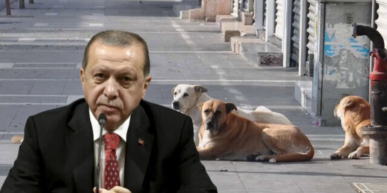 Sokak Köpekleri Sorununa Kararlı Çözüm: Cumhurbaşkanı Erdoğan'dan Kritik Talimatlar