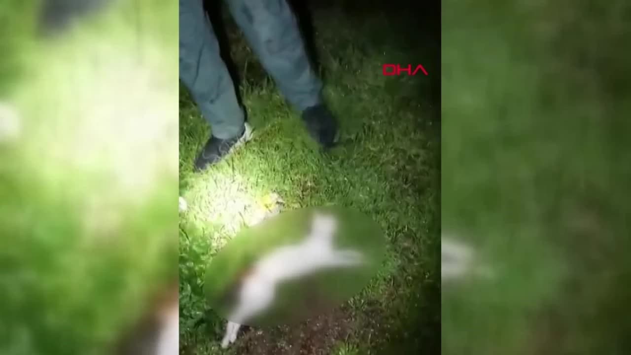 İzmir Karşıyaka'da Kedi Vahşeti: Mahalleli Tepkisiyle Gözaltına Alınan Şüpheli