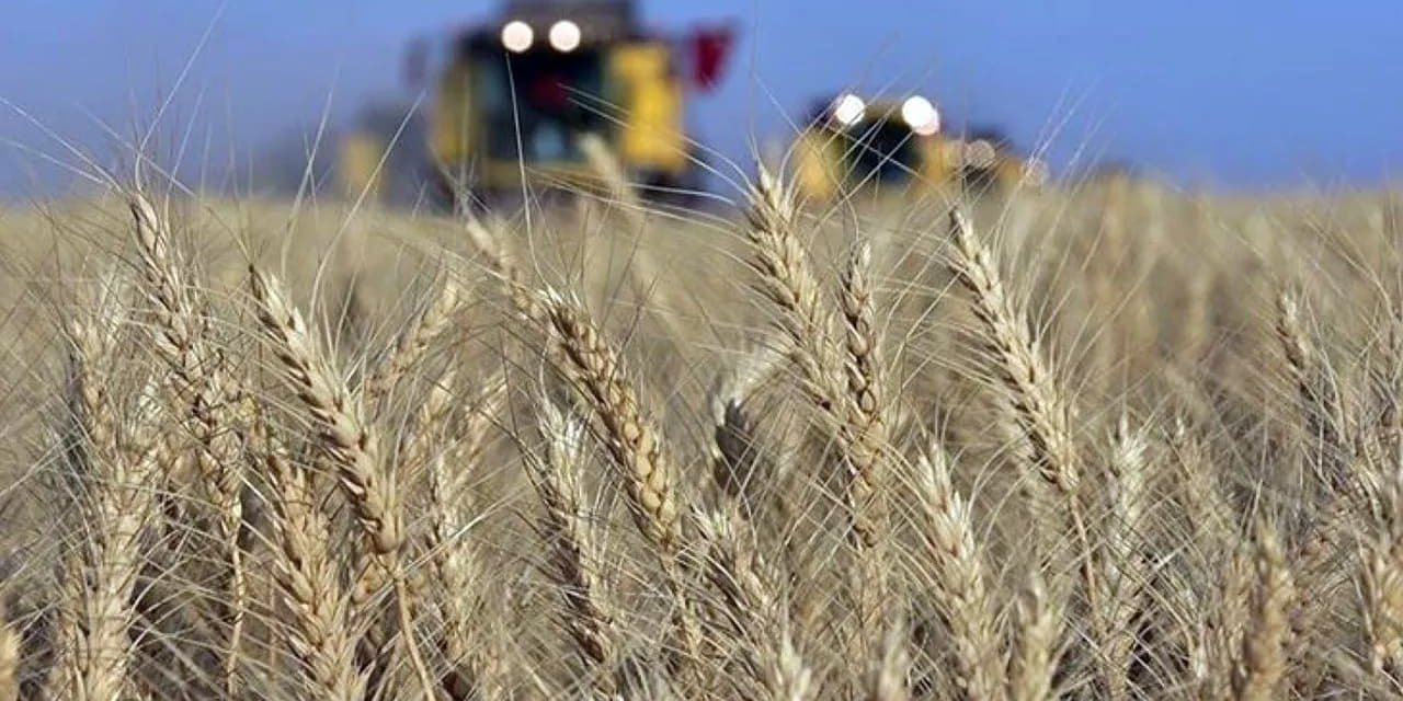 Buğday Fiyatları, Güney Amerika'dan Gelen Bol Arz ve Teknik Satışlarla Çöküşe Geçiyor