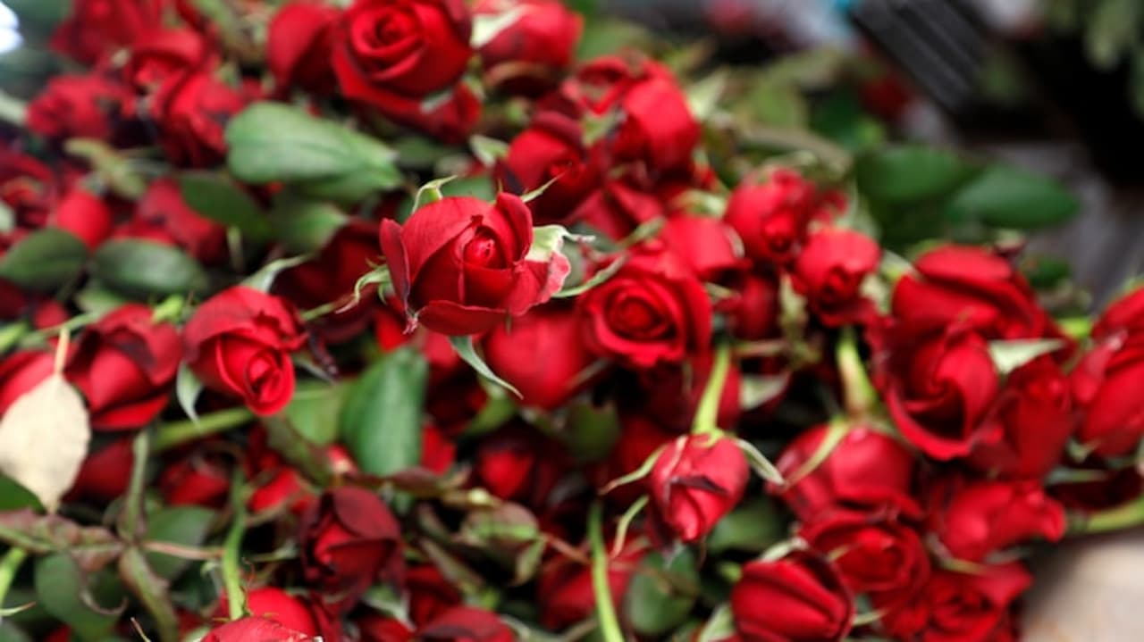 Sevgililer Günü Yaklaşırken Gül Fiyatlarında Şaşırtan Artış: Antalya'da Üretim Patlaması!