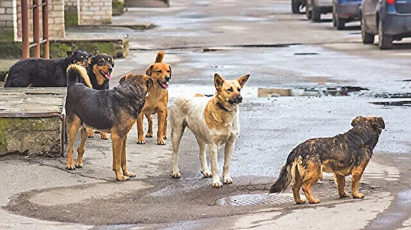 Kocaeli'de Sabah Kâbusa Döndü Çocuğa Köpek Saldırısı