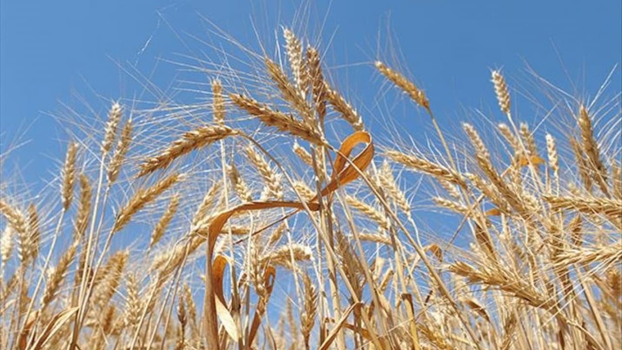 Buğday Piyasasında Şok Dalgalanma: ABD'de Fiyatlar Dibe Vurdu!