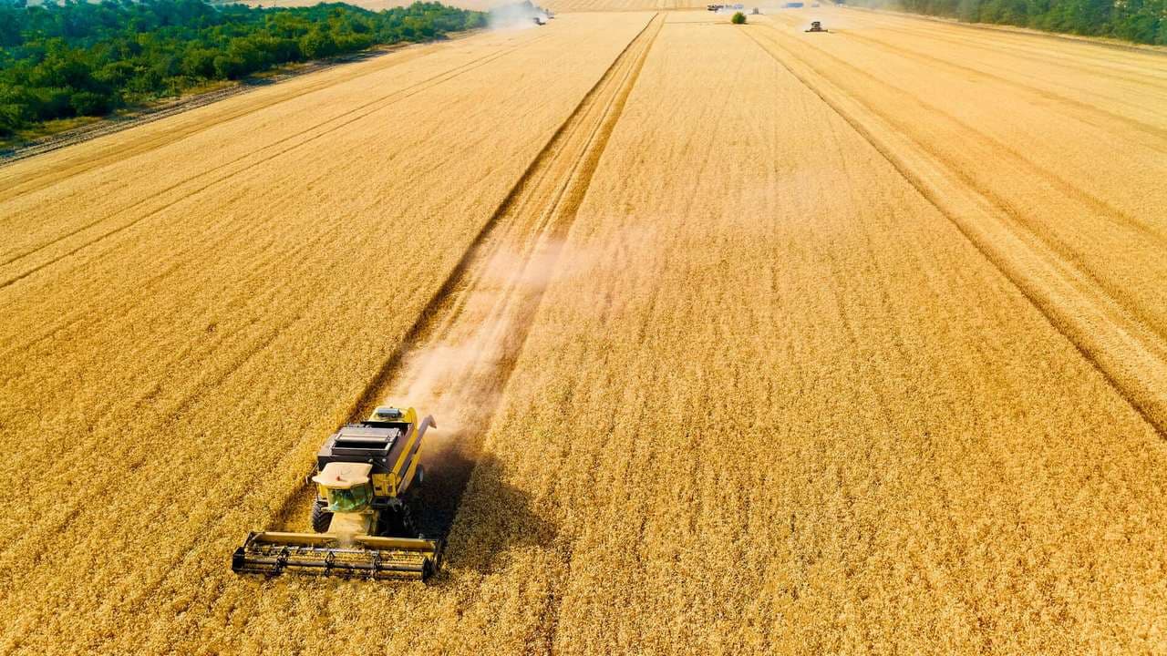 Buğday Fiyatları Üç Ayın Dip Seviyesine Geriledi: Bol Arz, Yatırımcıları Tedirgin Ediyor