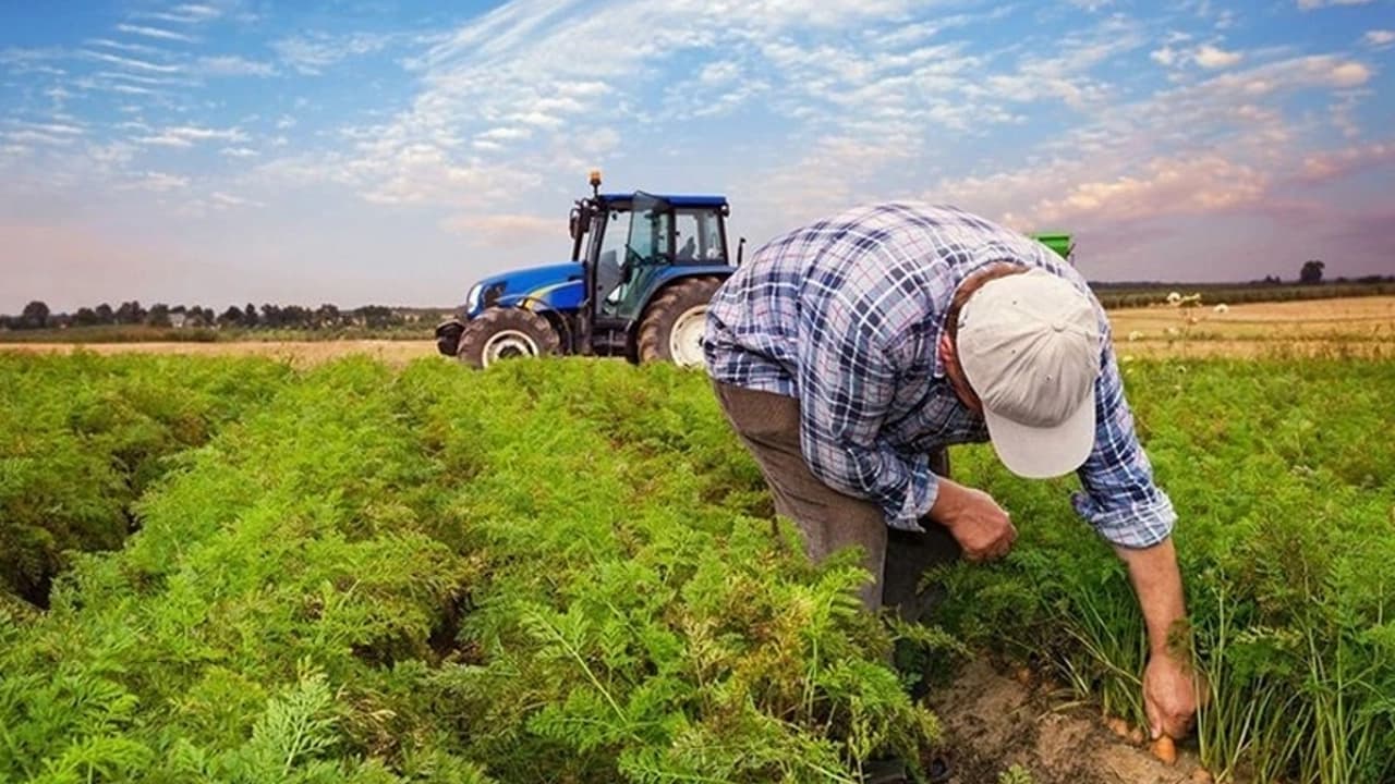 Tarım Sektörüne Büyük Destek: Ayçiçeği ve Nohut Çiftçilerine %50 Hibe Fırsatı!