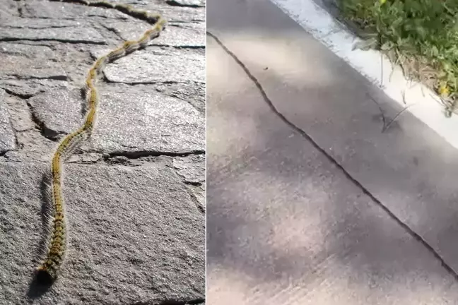 İstanbul'da Yılan Gibi Süzülen O ŞEY! Değen Herkesi FELÇ EDİYOR!