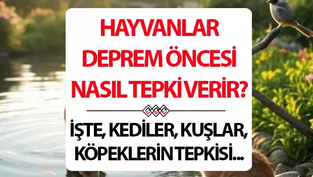 DOĞANIN ALARMI ÇALIYOR! KUŞLAR, KEDİLER, KÖPEKLER VE BALIKLAR DEPREMİN GELİŞİNİ NASIL SEZİYOR?