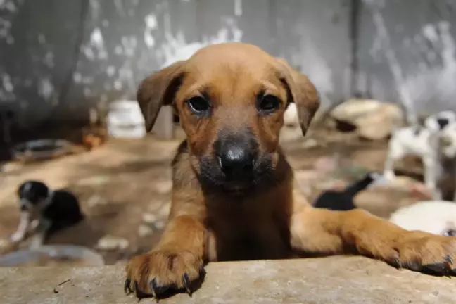 Ankara'da Vicdansız Dehşet! 'Sahiplenme' Maskesi Altında Cani Katliam!