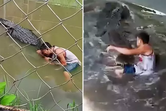 Selfie Faciası! Heykel Sandığı Timsahın Saldırısına Uğrayan Turist Kıl Payı Kurtuldu!