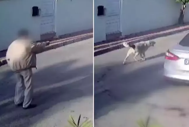 Antalya'da 'Vahim Olay'! Yaşlı Adam Kendisine Saldıran Köpeği Vurdu!