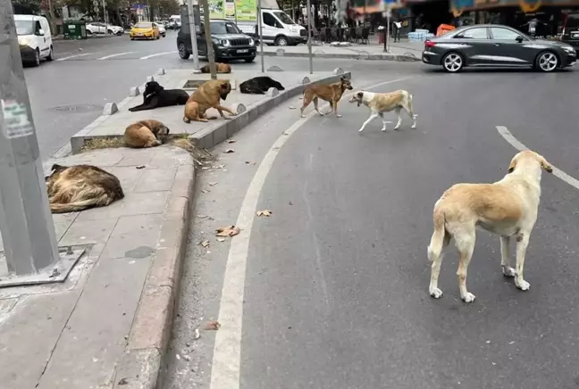 Sokak Hayvanları Yasası AYM'den Geçti