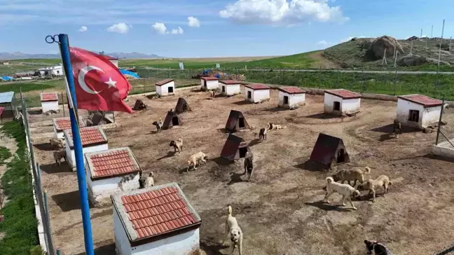 ORTA DOĞU KASIRGASI! ASLANLARI BİLE TİTRETEN TÜRK KANGALLARI İÇİN KUYRUK OLDULAR!