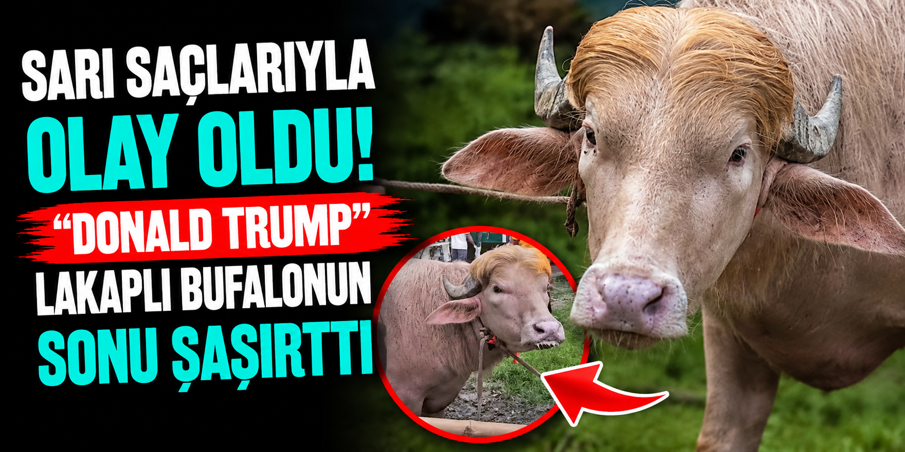 Sarı Saçlarıyla Olay Oldu! “Donald Trump” Lakaplı Bufalonun Sonu Şaşırttı