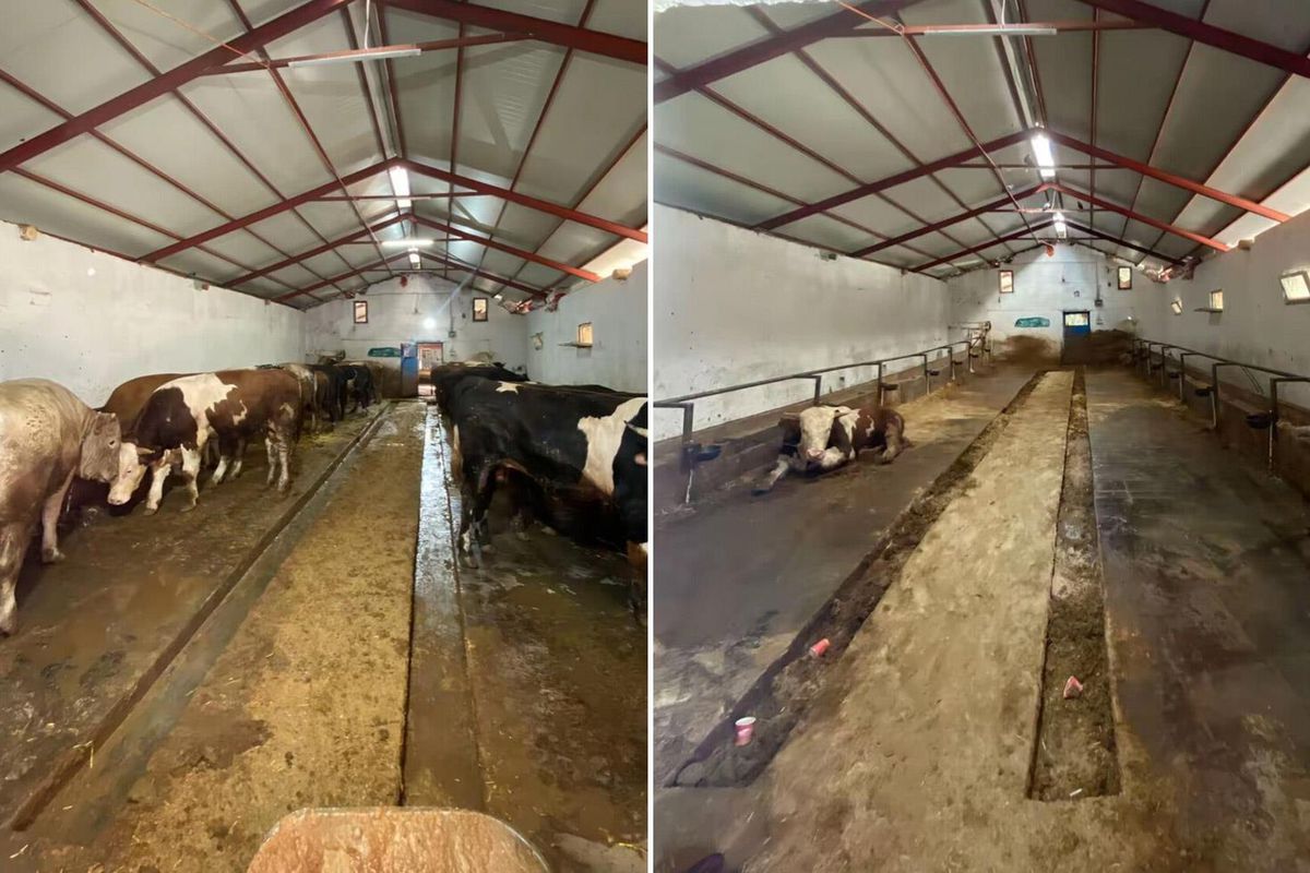 28 Büyükbaş Sattı, Rakamları Açıkladı: Kadın Besicinin Kurban Bayramı Bilançosu Dikkat Çekti
