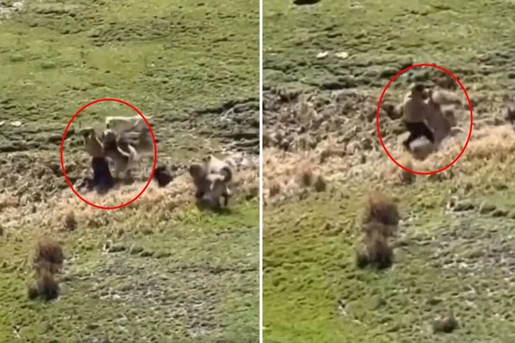 Hayvan Otlatırken Köpeklerin Saldırısına Uğradı! Yardım Çığlıkları Sonrası Arkadaşı Koştu