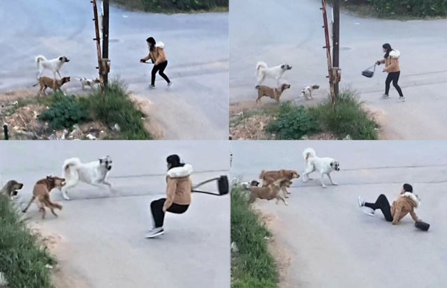 Bakan Çiftçi'den Sokak Köpekleri Açıklaması: "Yıl Başına Kadar Hepsini Barınaklara Toplatacağım"