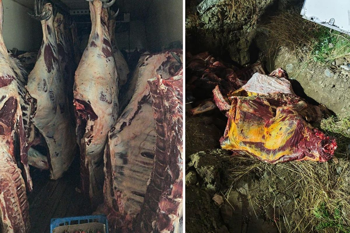 Sakarya'da 1,8 Ton Kaçak Et Alarmı! Yol Kontrolünde Ele Geçirildi, Tamamı İmha Edildi