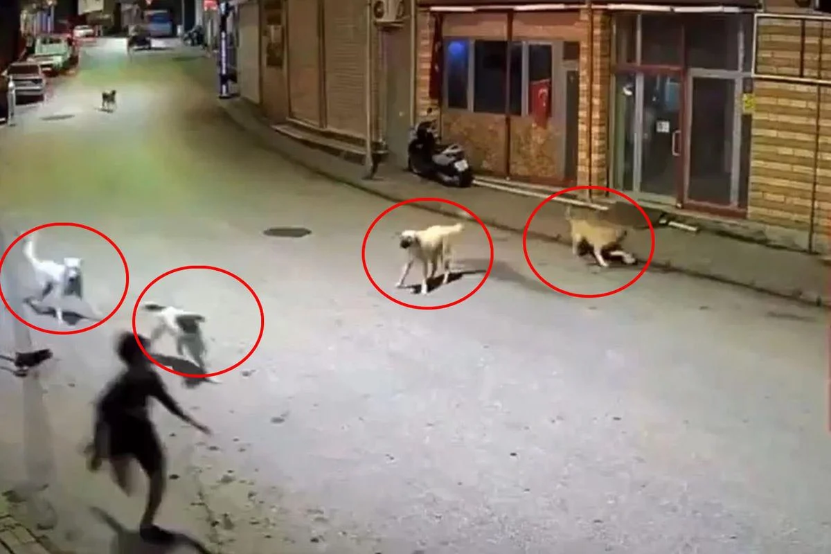 Ordu’daki Dehşet Anları Kamerada: Köpek Sürüsünün Hedefi Olan Çocuğu Esnaf Kurtardı!