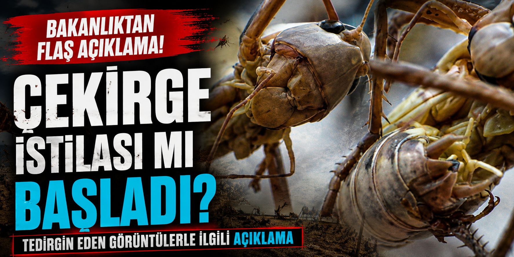 "Balkanlar ve Afrika'dan Sürü Geldi" İddiaları Yalanlandı! Çekirge Gerçeği Ortaya Çıktı