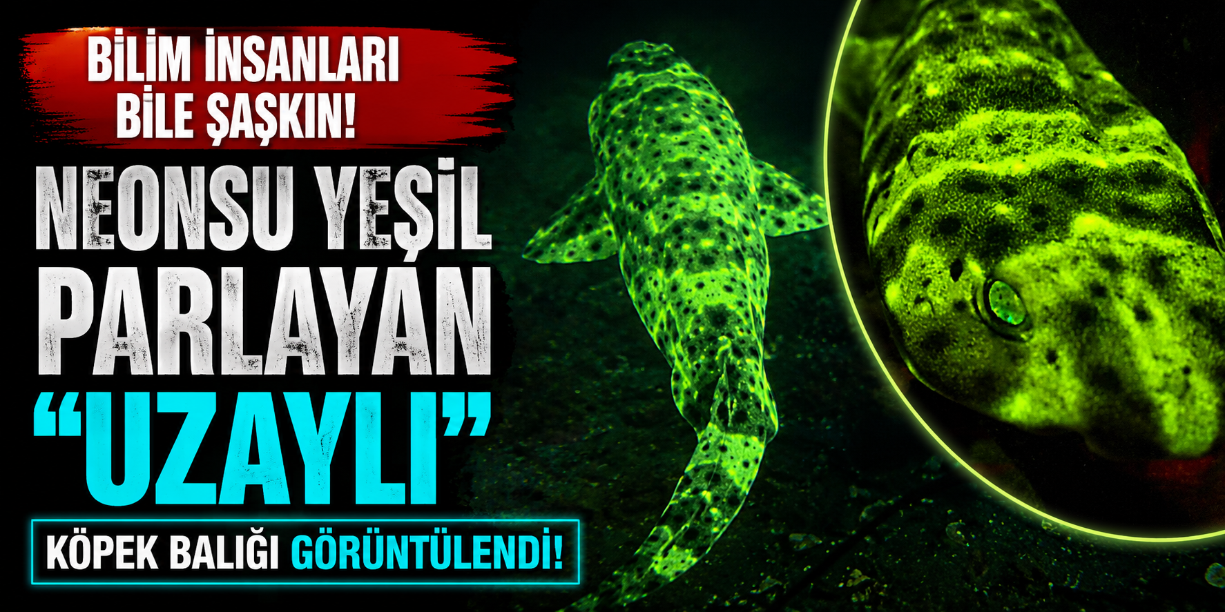 ABD Kıyılarında Gizemli Canlı: Fosforlu Yeşil Parlayan Uzaylı Benzeri Köpek Balığı Keşfedildi!