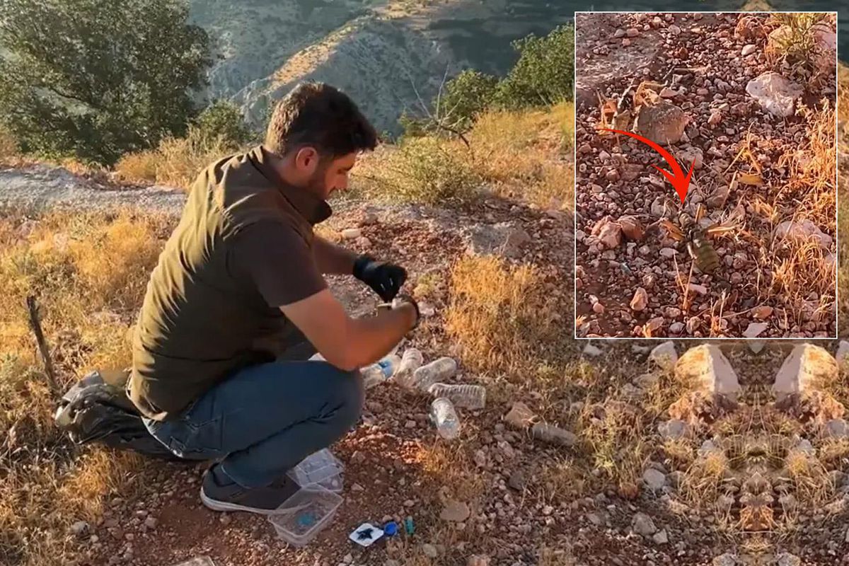 Nemrut Dağı'nda Dev Çekirge Operasyonu! 16 Endemik Tür Kurtarıldı, İki Yabancıya 1,4 Milyon TL Ceza